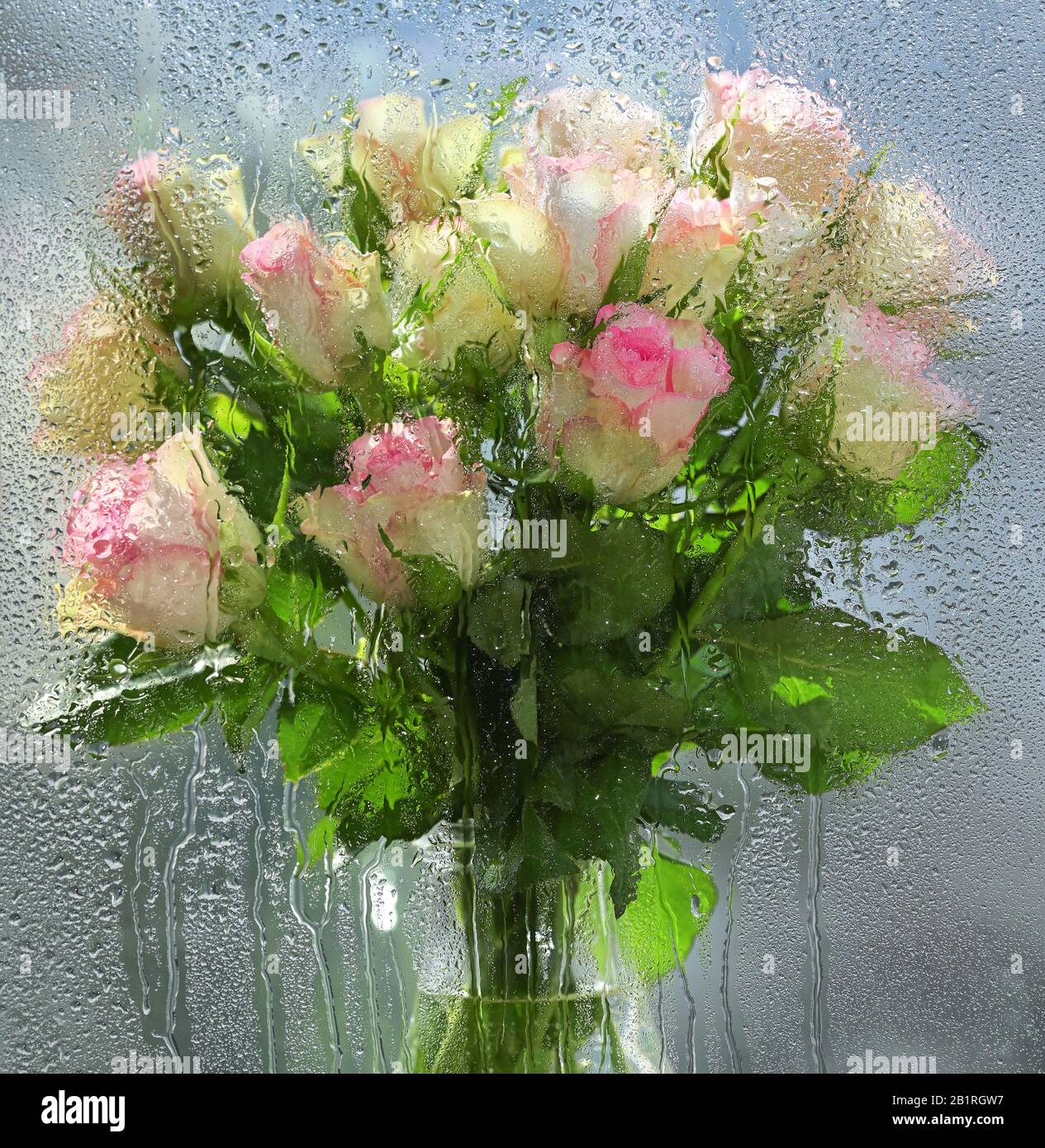 Rose sfocate dietro di una finestra con gocce d'acqua Foto Stock