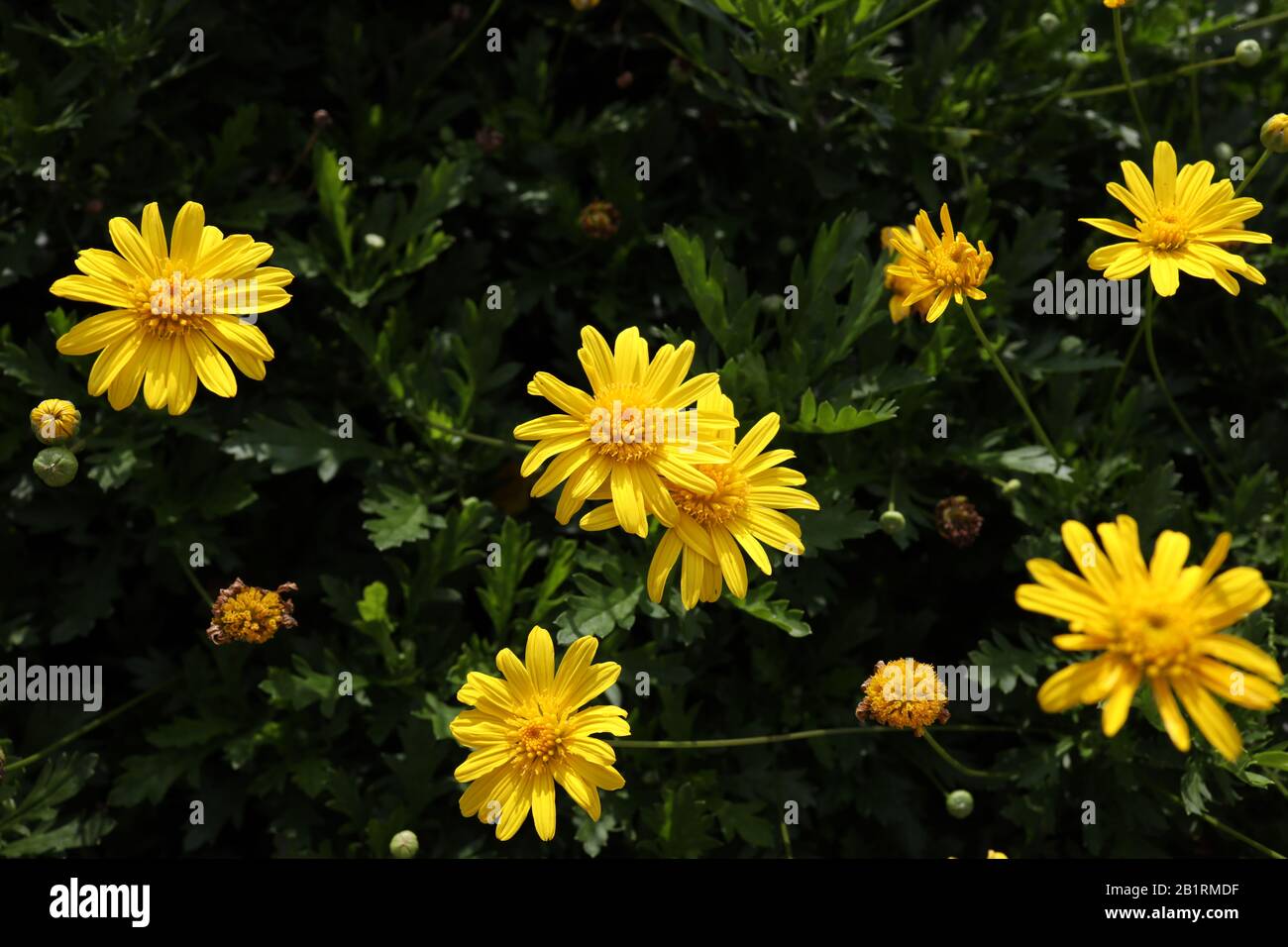 Crisantemo giallo Foto Stock