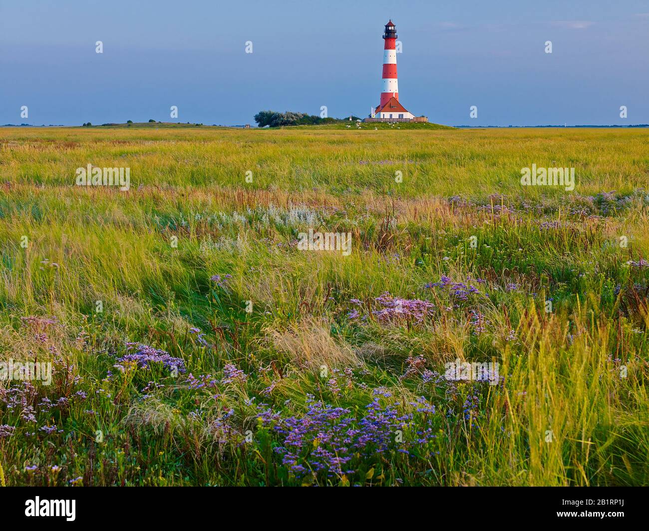 Faro di Westerhersand con lilla, penisola di Eiderstedt, Frisia settentrionale, Schleswig-Holstein, Germania, Foto Stock