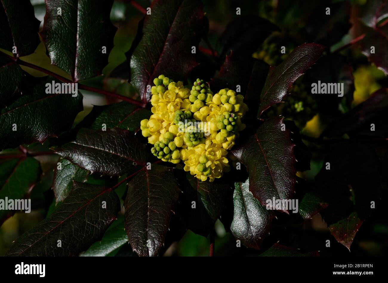 Fioritura mahonia Oregon uva Berberis aquifolium Pursh Foto Stock