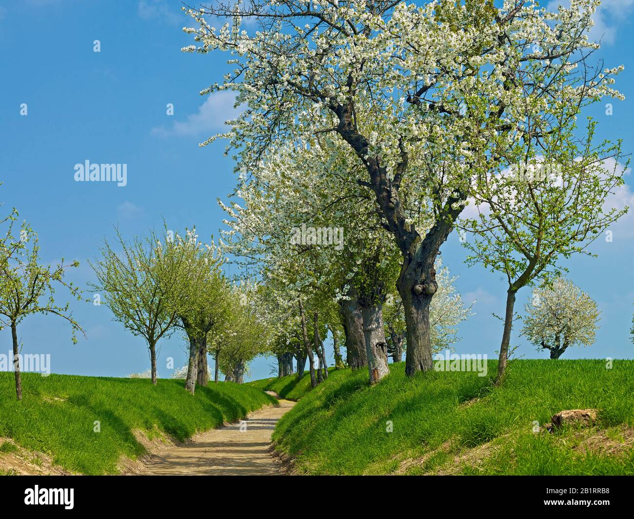Sentiero escursionistico con fiori di ciliegio, quartiere di Lipsia, Sassonia, Germania, Foto Stock