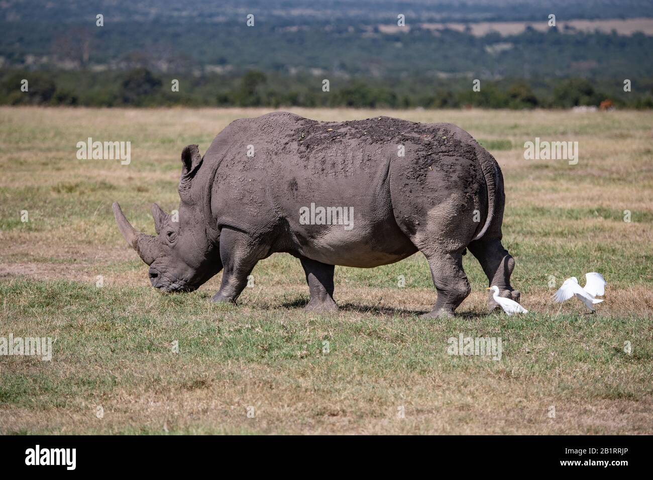 Vista di profilo di un grande rinoceronte bianco nella savana nella conservazione di Ol Pejeta, Kenya Foto Stock