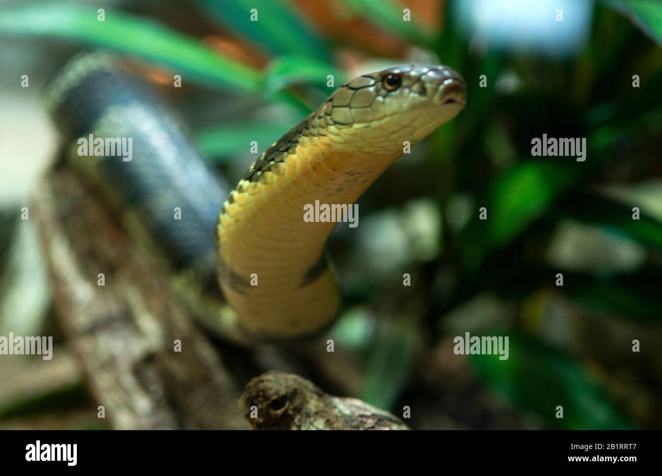 Cobra (il nome comune di vari serpenti elapidi, la maggior parte dei quali appartengono al genere Naja.Snakes, serpente, senza gambe, carnivori, rettili, Serpentes, Foto Stock