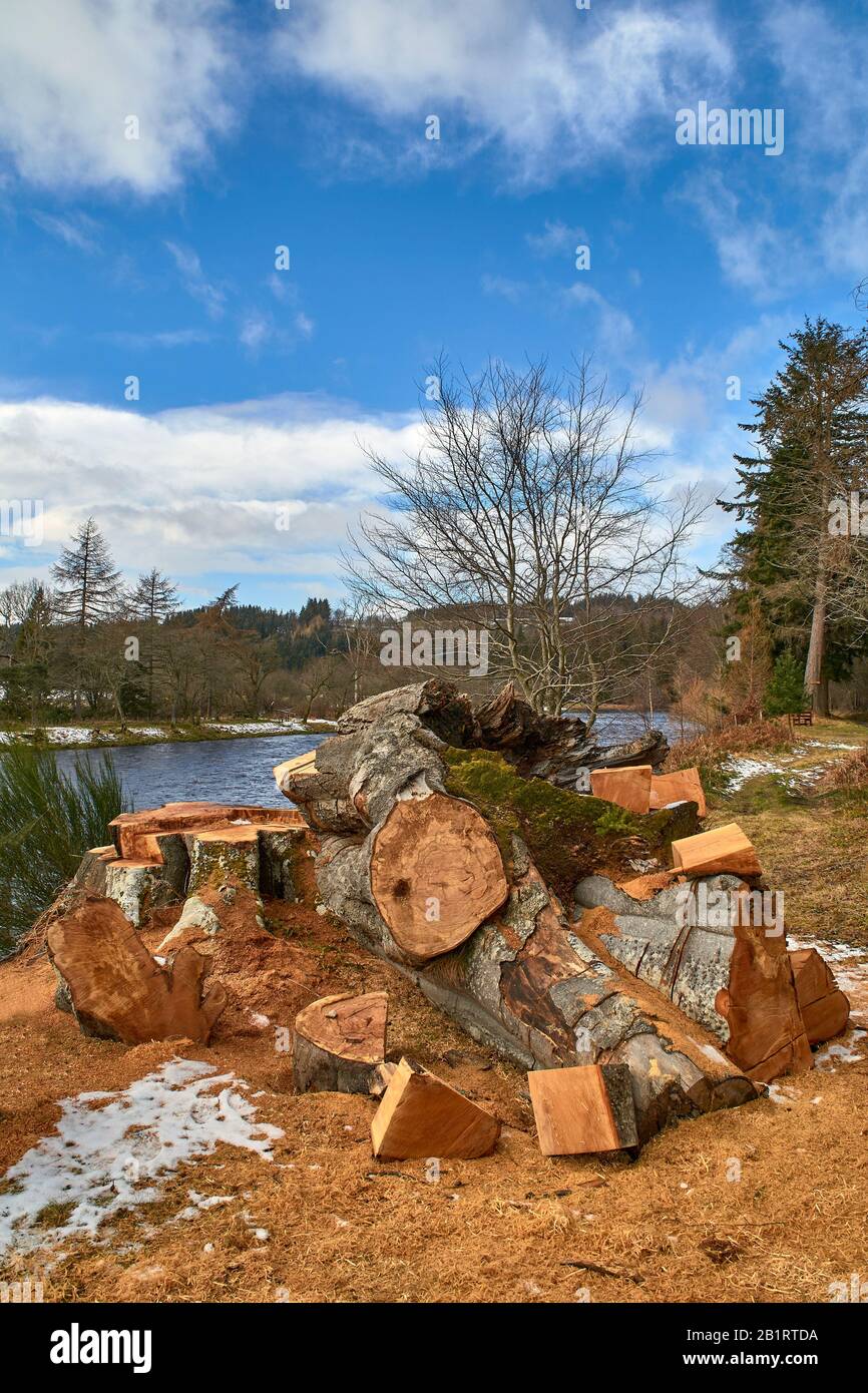 FIUME SPEY ABERLOUR SCOZIA A WESTER ELCHIES FAGGETA FAGUS SILLVATICA TAGLIATO IN TRONCHI Foto Stock