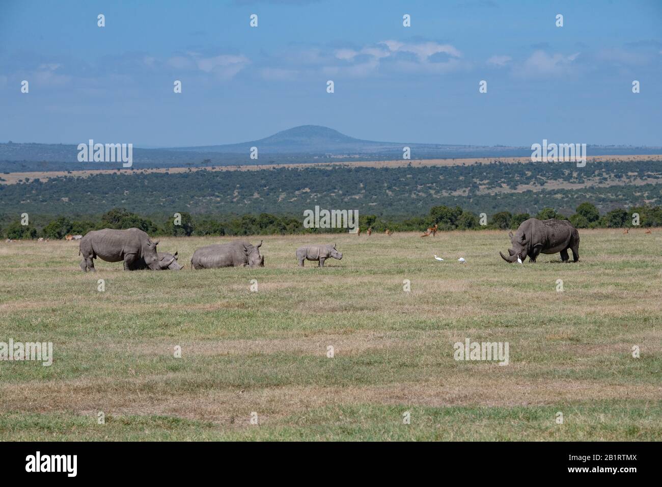 Piccolo gruppo familiare di rinoceronti bianchi nella savana della Ol Pejeta Conservancy, Kenya Foto Stock