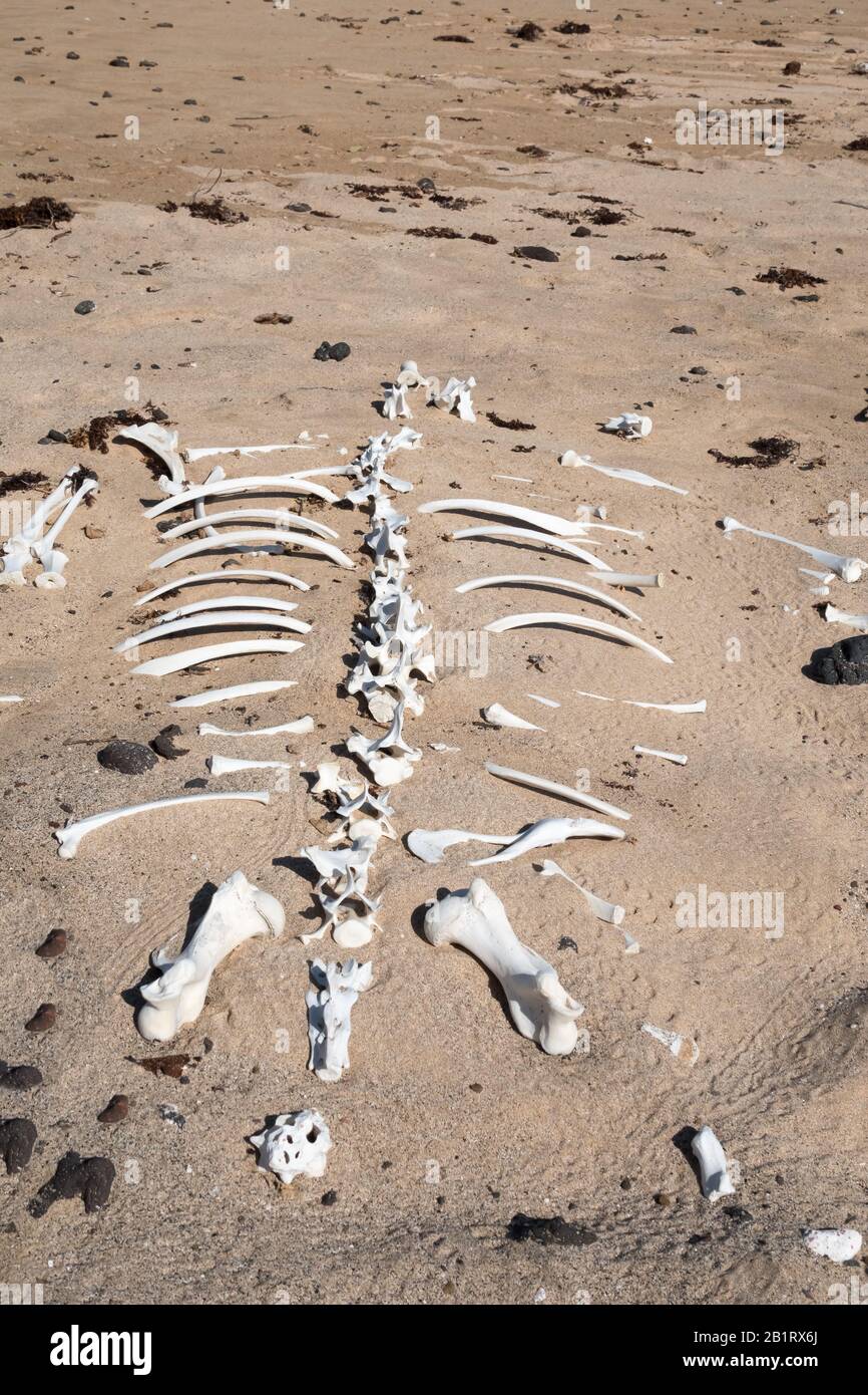 Uno scheletro di leone marino su una spiaggia isolata sull'Isola di Floreana, le Isole Galapagos, Ecuador Foto Stock