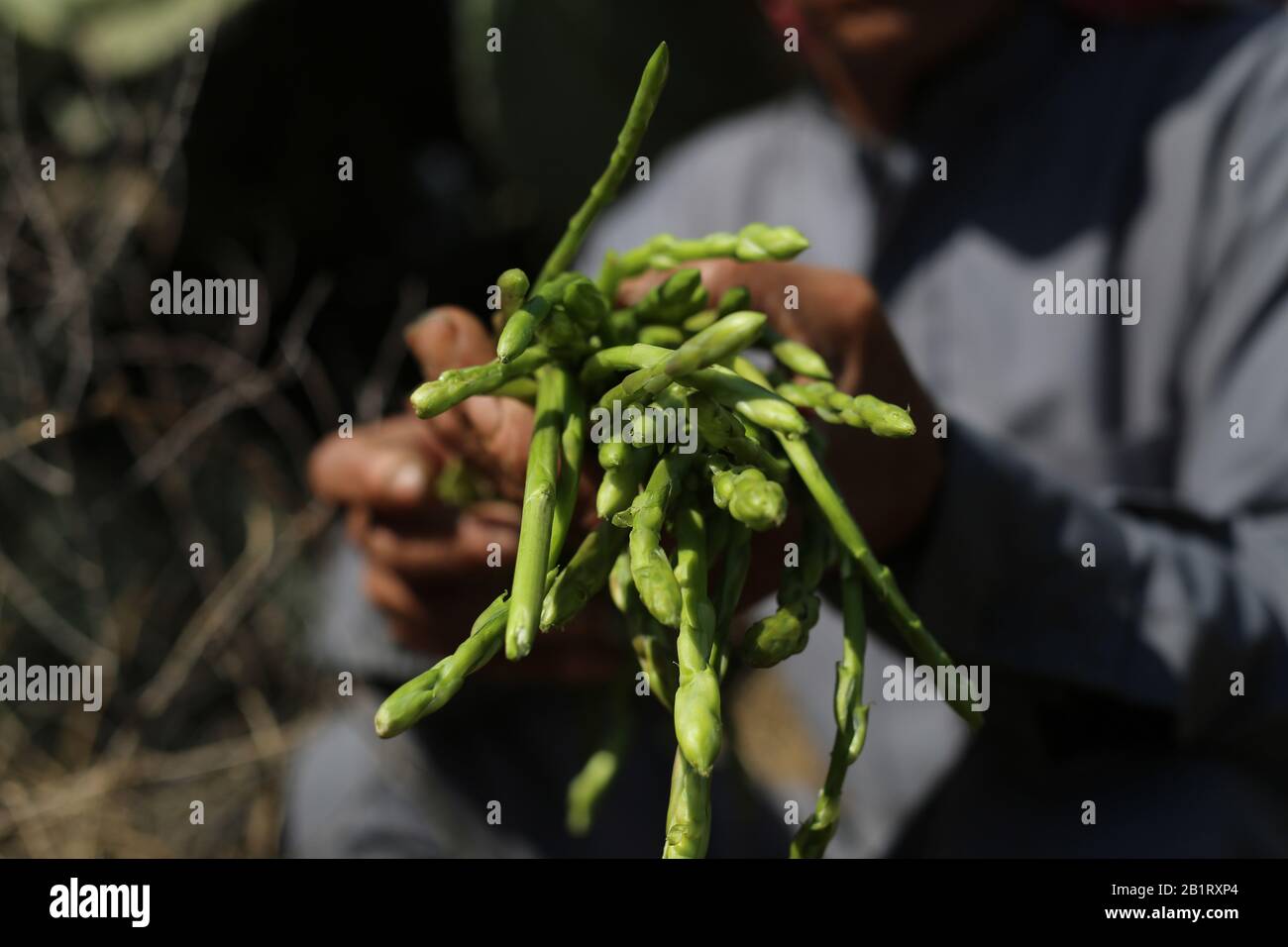 Gaza. 27th Feb, 2020. Il 27 febbraio 2020, il contadino palestinese Suleiman Qudaih mostra gli asparagi selvatici raccolti nella sua fattoria a est della città meridionale della striscia di Gaza di Khan Younis. Qudaih ha detto che gli asparagi selvatici possono essere trovati tra le erbe alte e le piante a lunga vita come il cactus. L'uomo, 73, cuoce gli asparagi con uova e altri piatti per assorbire il suo nutrimento. Credito: Khaled Omar/Xinhua/Alamy Live News Foto Stock
