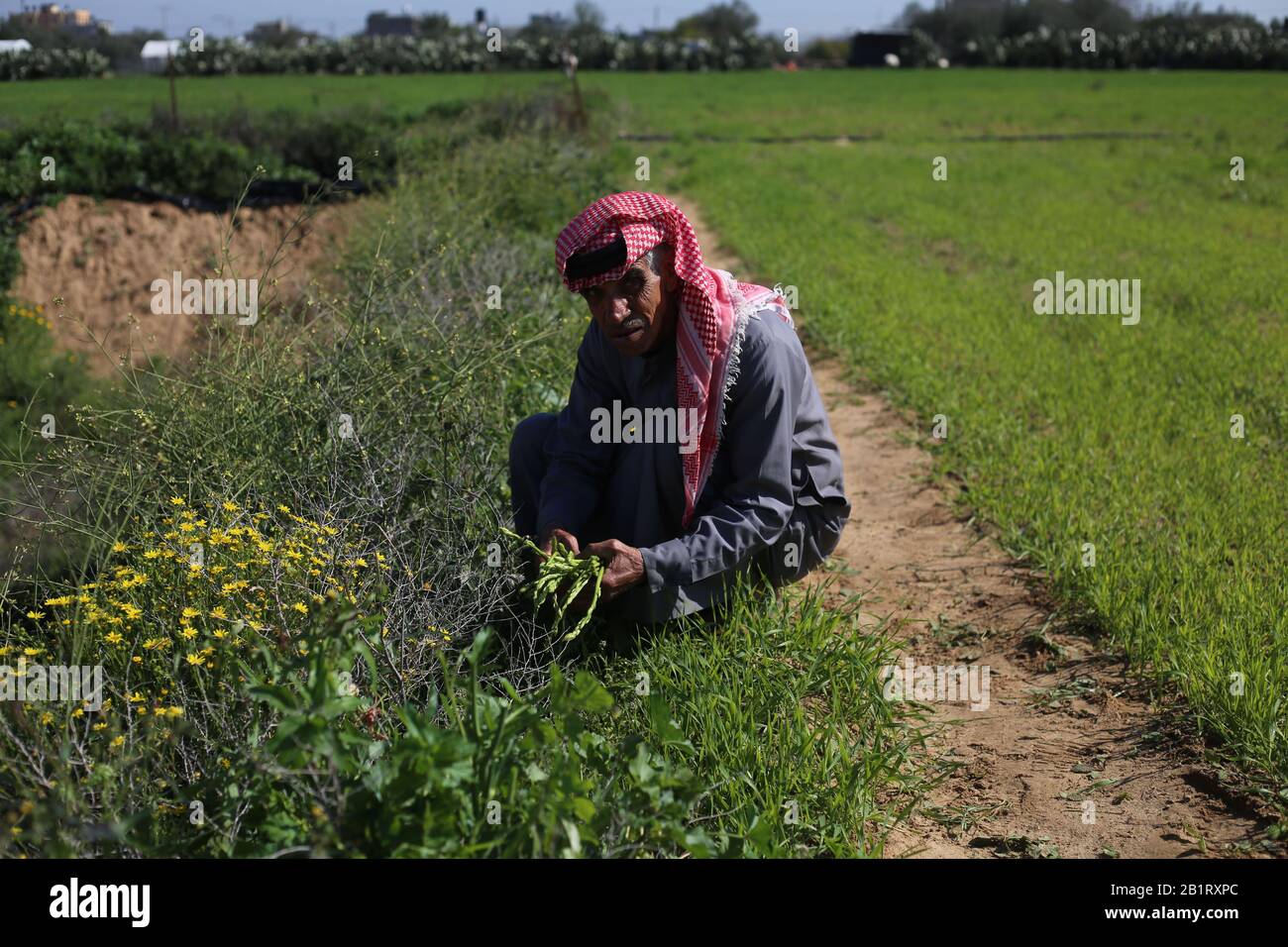 Gaza. 27th Feb, 2020. Il 27 febbraio 2020, il contadino palestinese Suleiman Qudaih raccoglie gli asparagi selvatici nella sua fattoria a est della città meridionale della striscia di Gaza di Khan Younis. Qudaih ha detto che gli asparagi selvatici possono essere trovati tra le erbe alte e le piante a lunga vita come il cactus. L'uomo, 73, cuoce gli asparagi con uova e altri piatti per assorbire il suo nutrimento. Credito: Khaled Omar/Xinhua/Alamy Live News Foto Stock