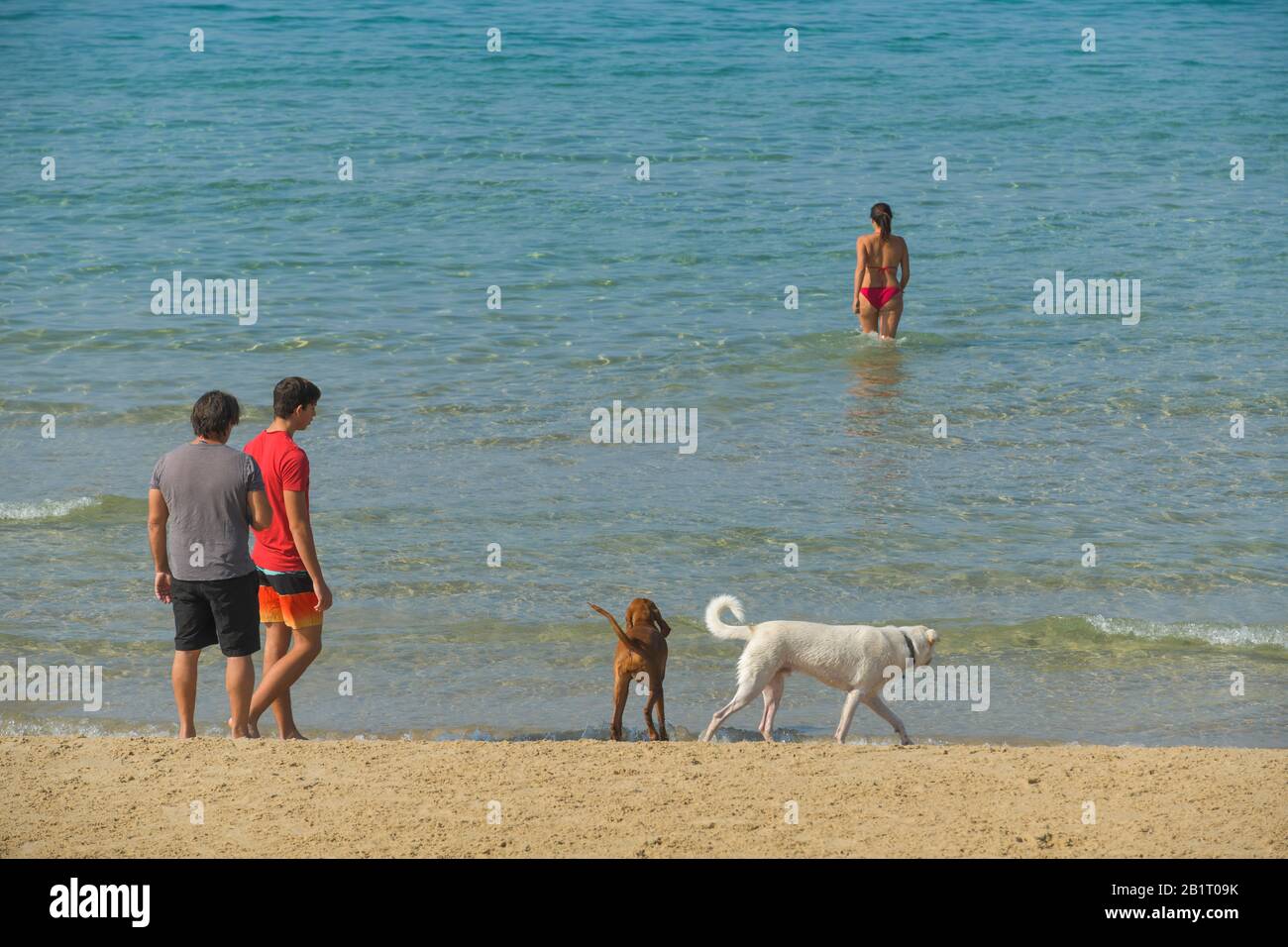 Spaziergänger, Sandstrand, Hundestrand, Tel Aviv, Israele Foto Stock