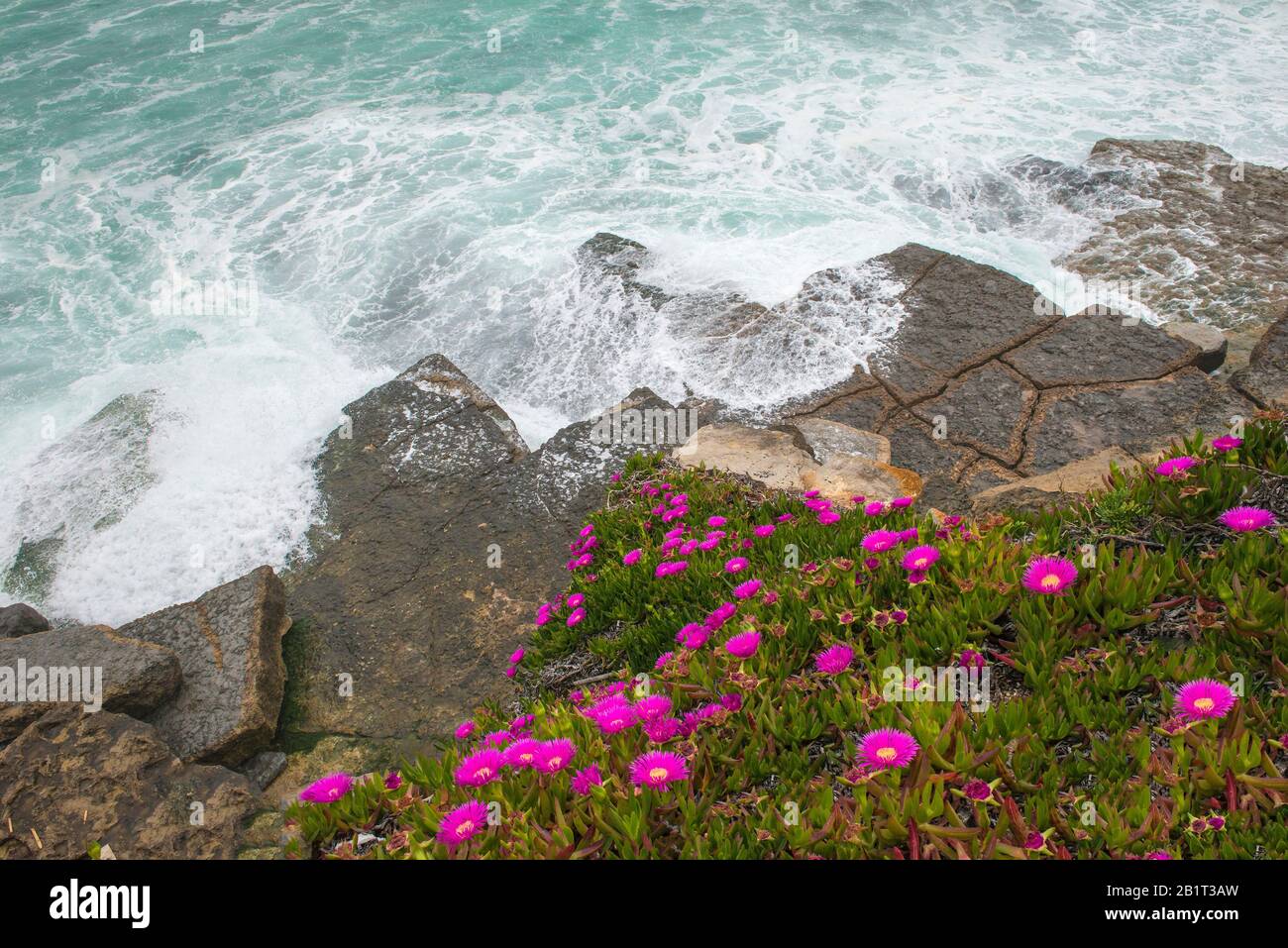 Carpobrotus edulis fiori, piante invasive, Serra de Sintra, costa di Lisbona, Portogallo, Europa Foto Stock