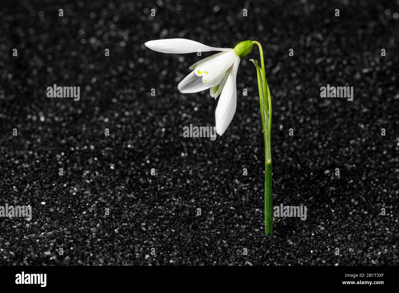 Galanthus, o snowdrop che lotta per sopravvivere in sabbia nera, sfidando tutte le probabilità di crescere in condizioni avverse. Foto Stock