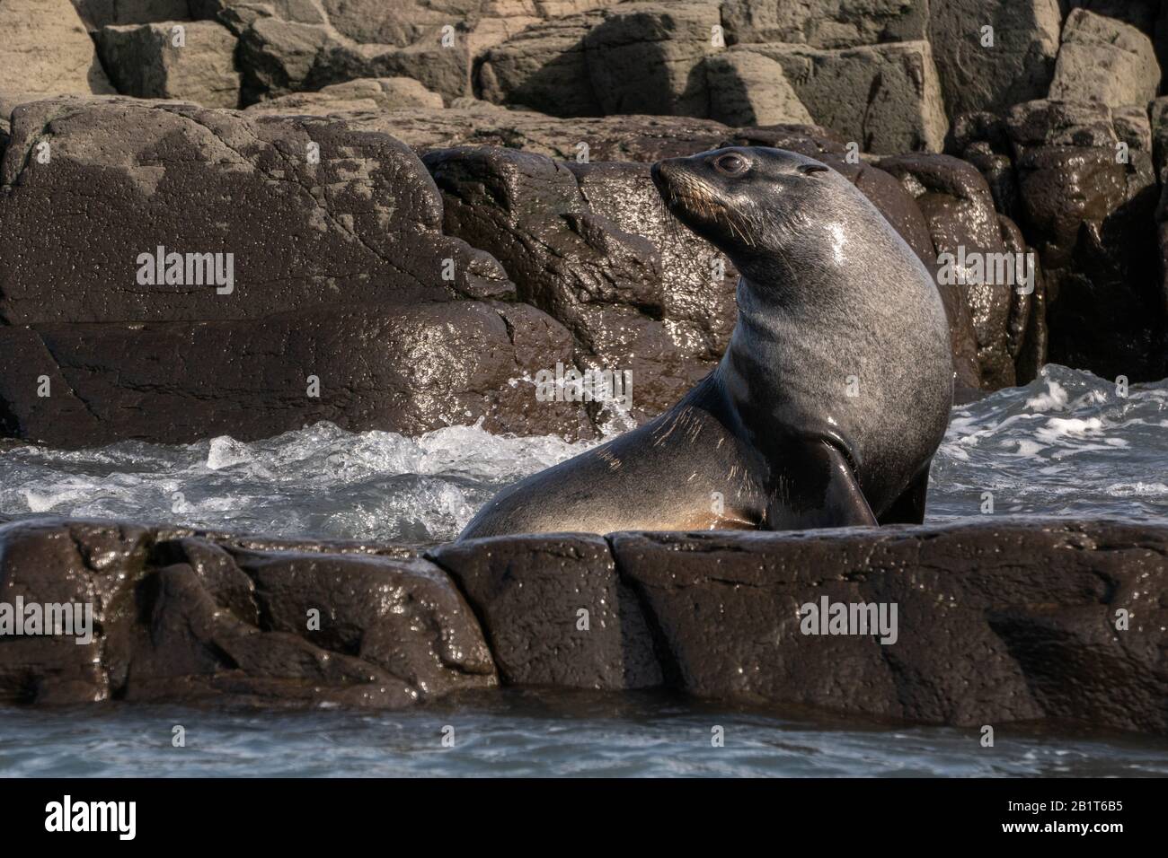 Otarie orsine antartiche (Arctocephalus gazella) sulla massa terrestre. La femmina e il novellame sono molto più piccoli dei grandi maschi, e hanno un pelt grigio con un l Foto Stock