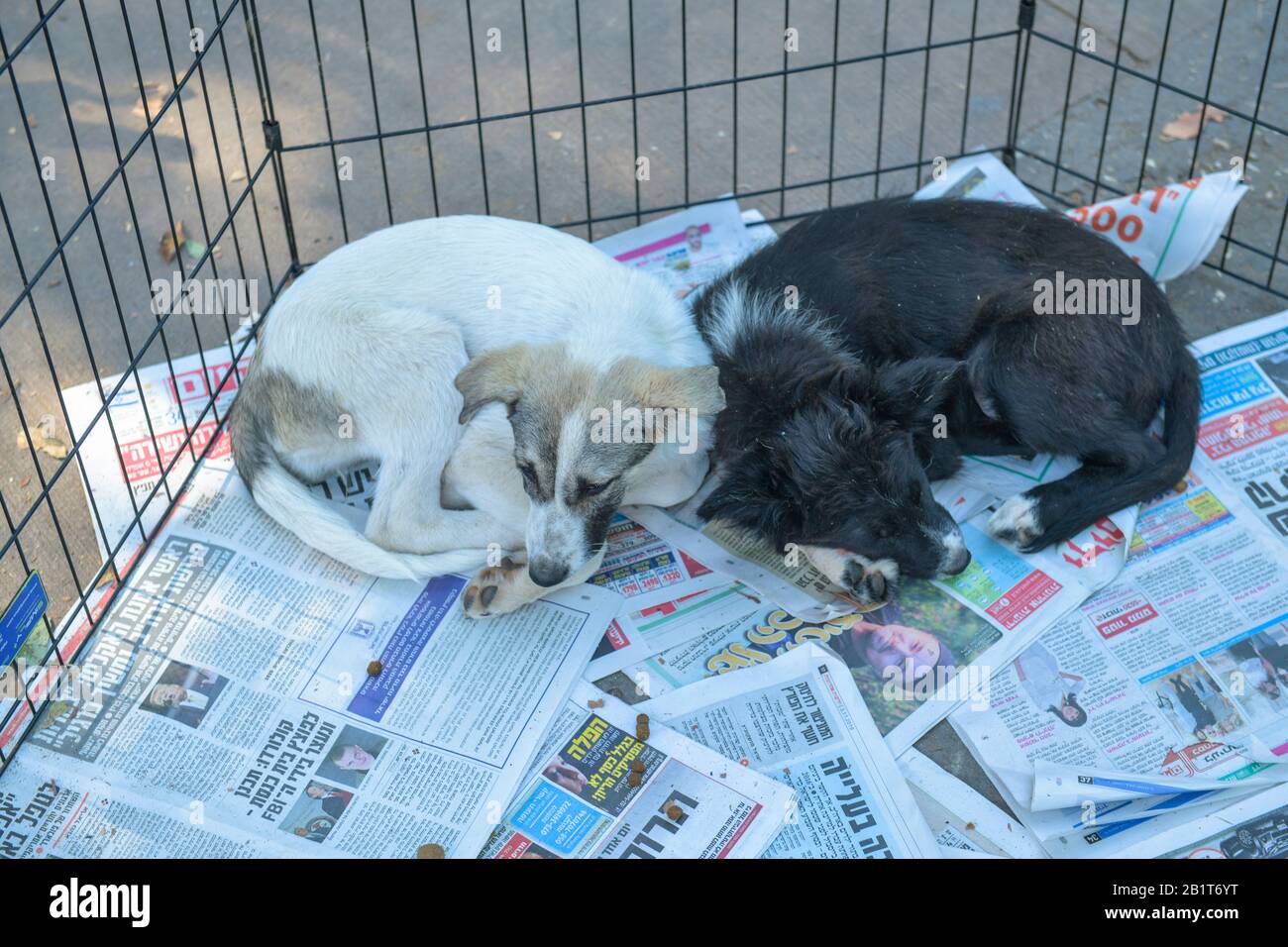 Hunde Im Gitter, Tel Aviv, Israele Foto Stock