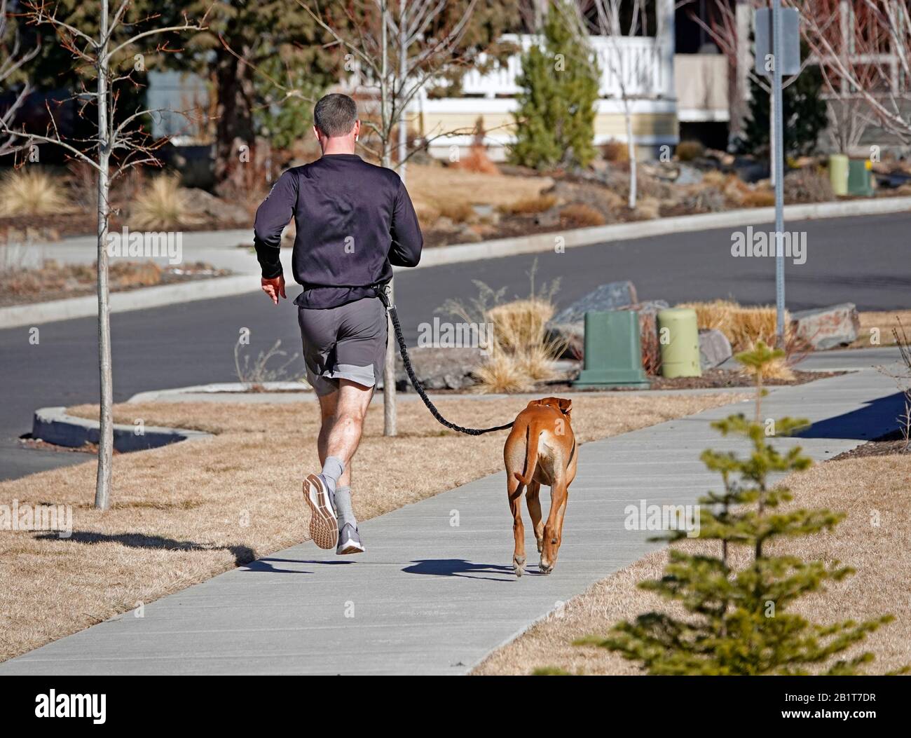Un uomo che corre con il suo fare su un guinzaglio su una strada residenziale a Bend, Oregon. Foto Stock