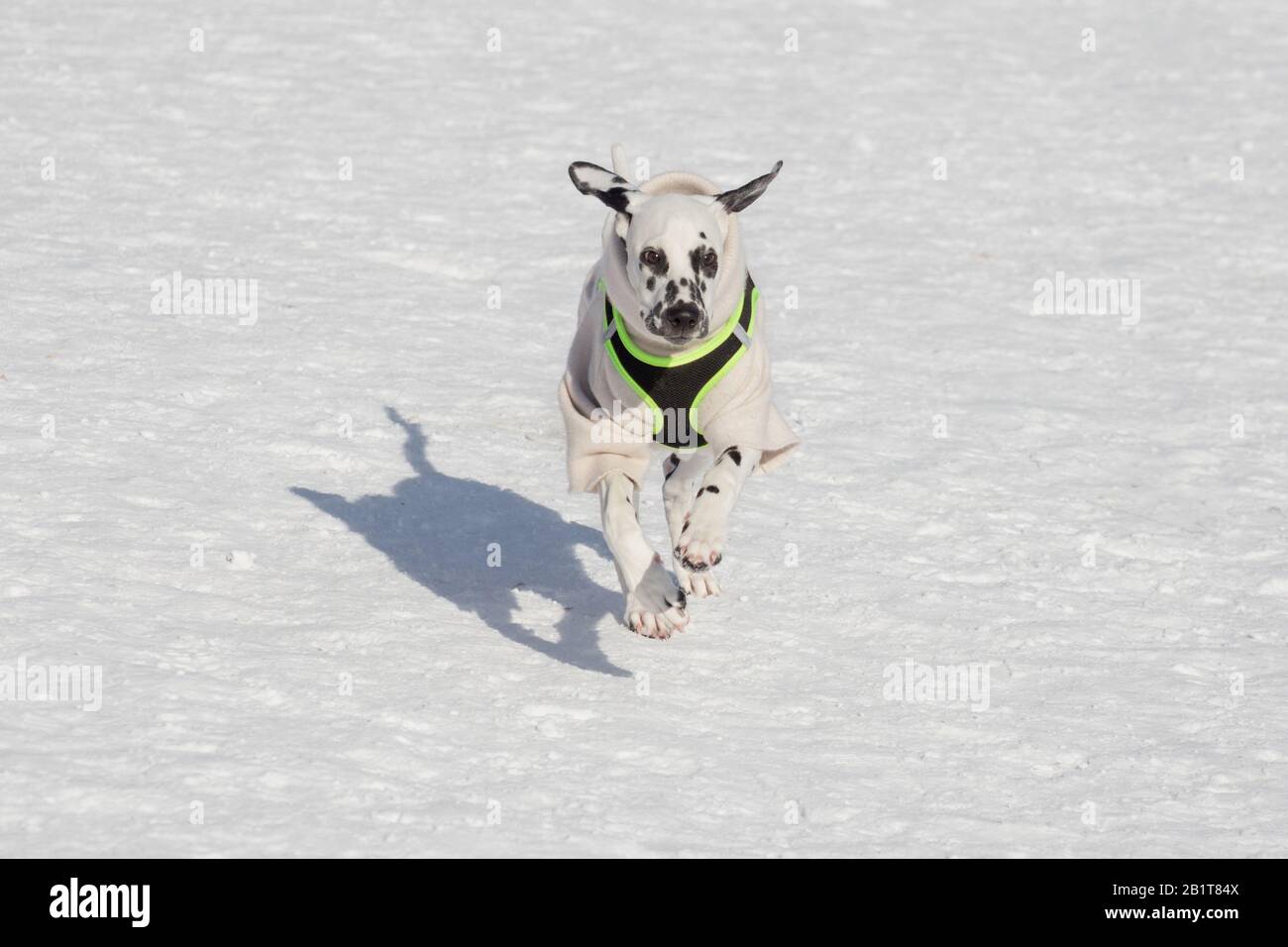 Carino cucciolo dalmata in bei vestiti da compagnia è in esecuzione nel parco invernale. Animali domestici. Cane di razza. Foto Stock