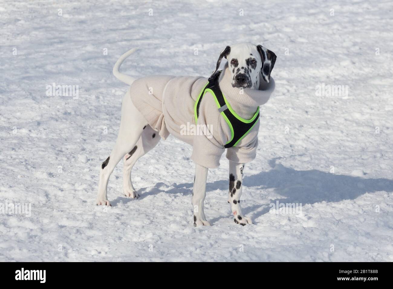 Carino cucciolo dalmata in bei vestiti da compagnia è in piedi nel parco invernale. Animali domestici. Cane di razza. Foto Stock