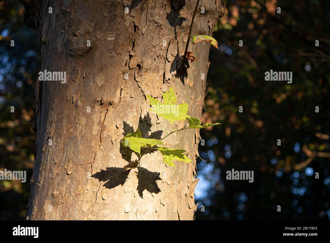 Foglia sulla struttura piana. L'ombra della foglia colpisce sull'albero. Foto Stock