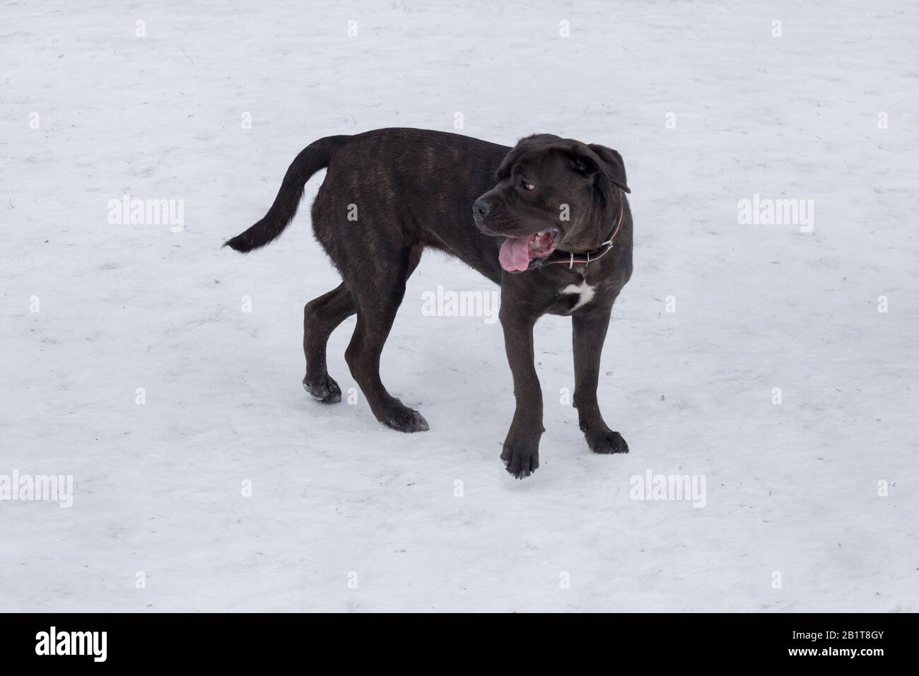 Carino il cucciolo di mastiff italiano è a piedi nel parco invernale. Animali domestici. Cane di razza. Foto Stock