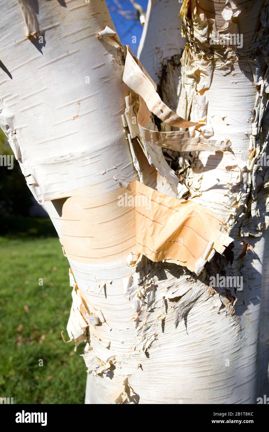 Primo piano di corteccia peeling su albero di betulla argento Foto Stock