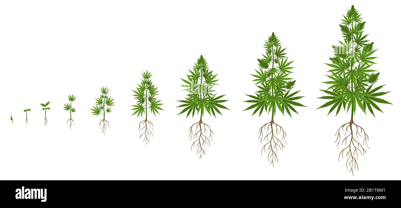 Ciclo di crescita delle piante di canapa. Coltivazione di cannabis, semina  di semi di marijuana e piante di semi di semi di marijuana fasi di  illustrazione del vettore di crescita Immagine e