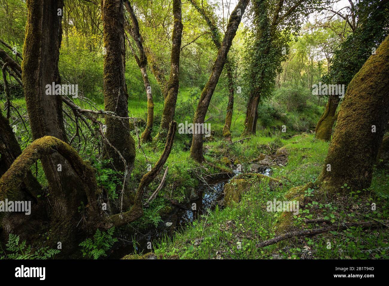 Baldío de los Siete Pueblos Foto Stock