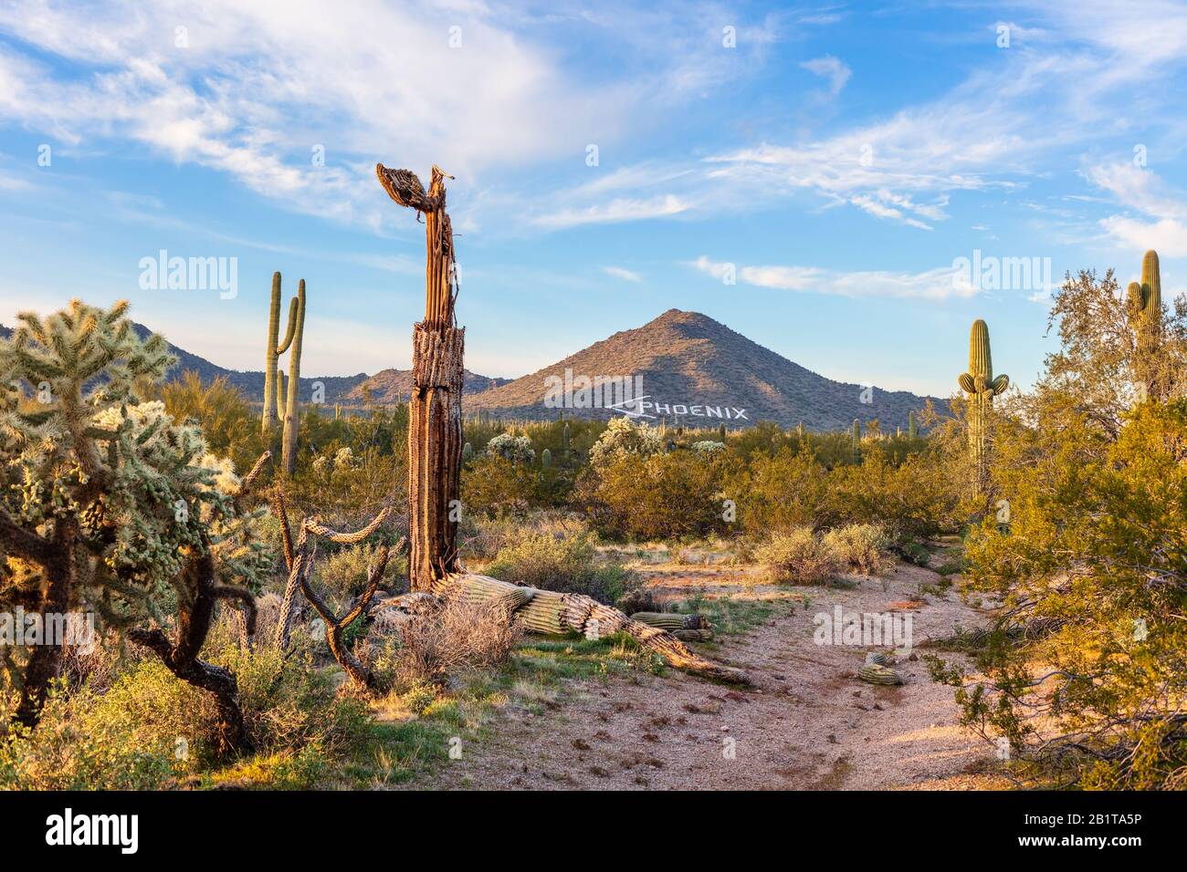 Paesaggio desertico panoramico con cactus Saguaro a Phoenix, Arizona Foto Stock