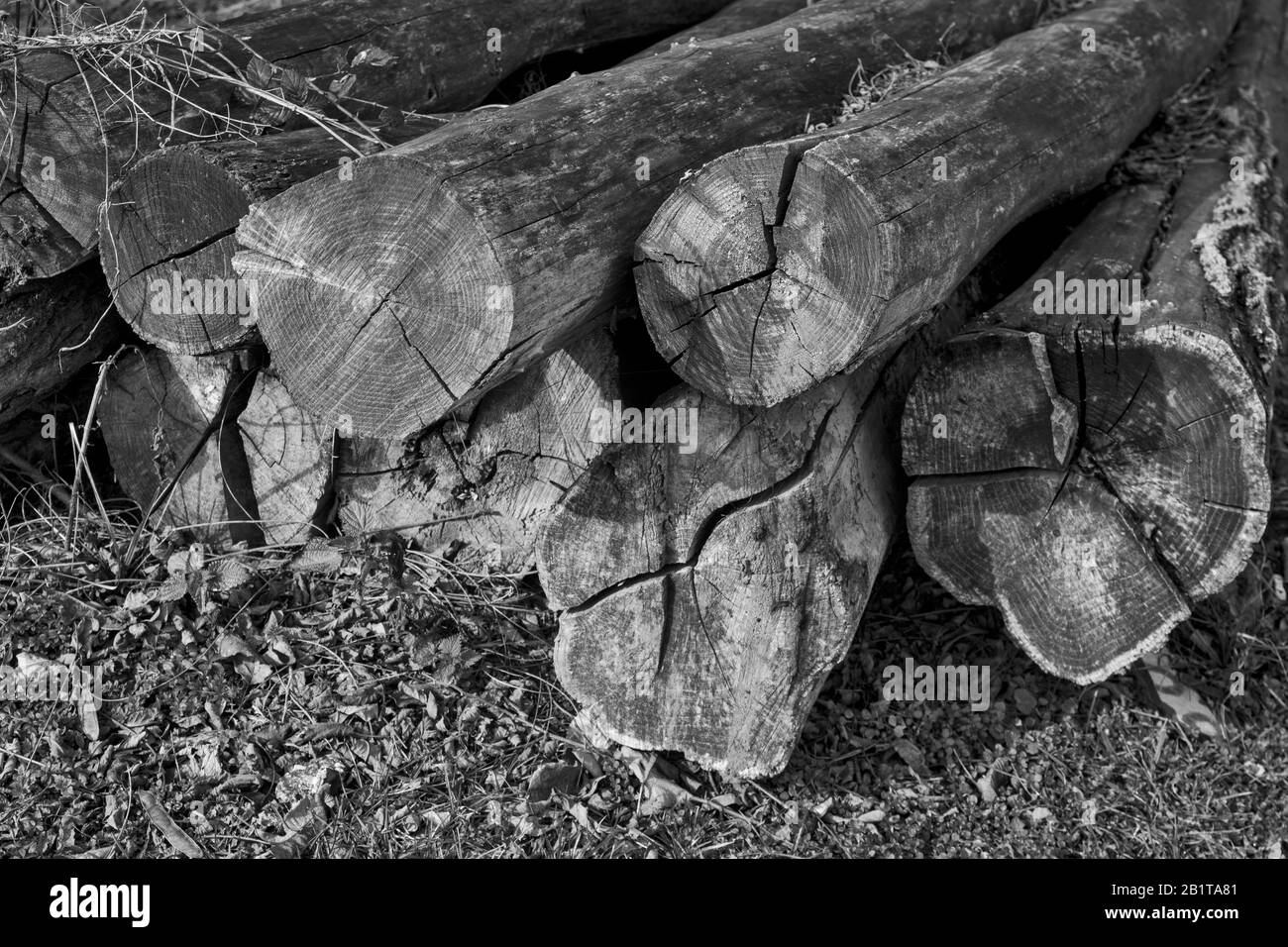 I tronchi lunghi-tagliati nel villaggio attendono ulteriore elaborazione ed uso. Foto Stock