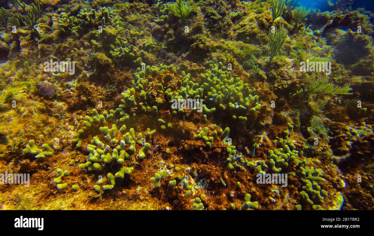 Splendidi coralli marini in Cancun Messico Nord America Foto Stock