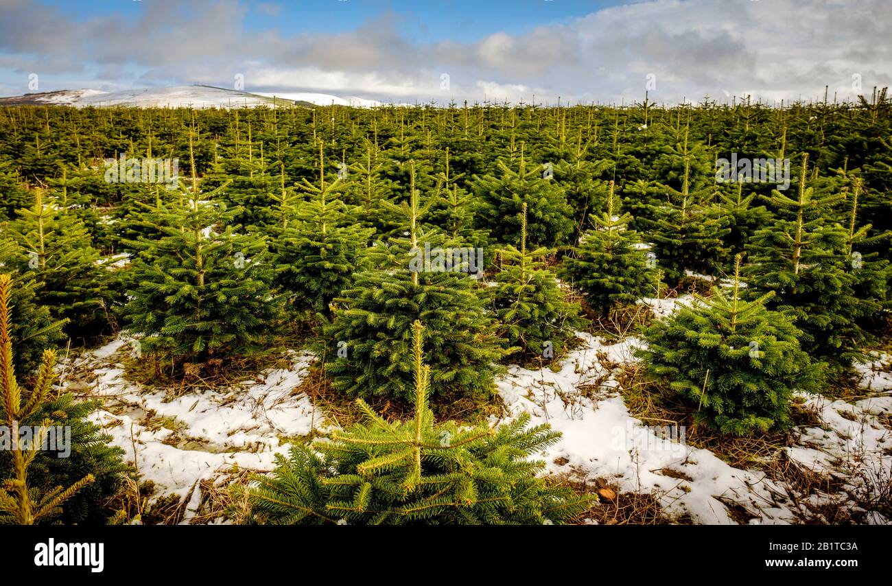 Alberi di Natale in crescita su una 'Christmas Tree Farm' nel Lanarkshire del sud, Scozia Foto Stock