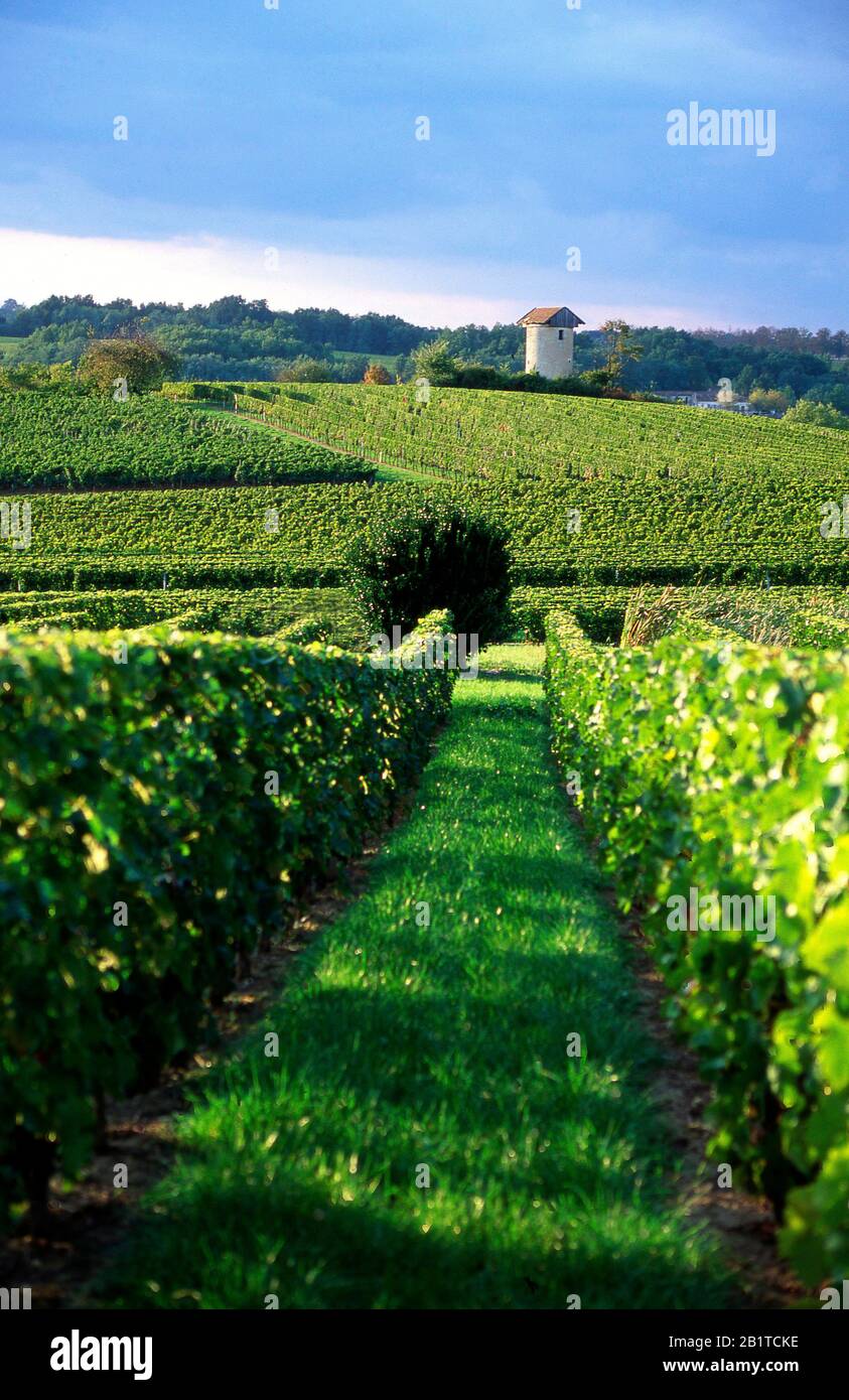 Vigneto A Entre Deux Mers, Gironde, Regione Aquitania, Francia, Europa Foto Stock