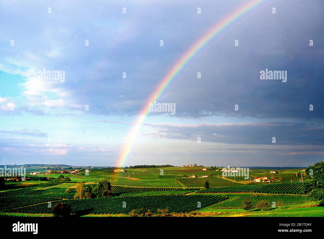 Vigneto a Côtes de bourg, Gironde, Regione Aquitania, Francia, Europa Foto Stock