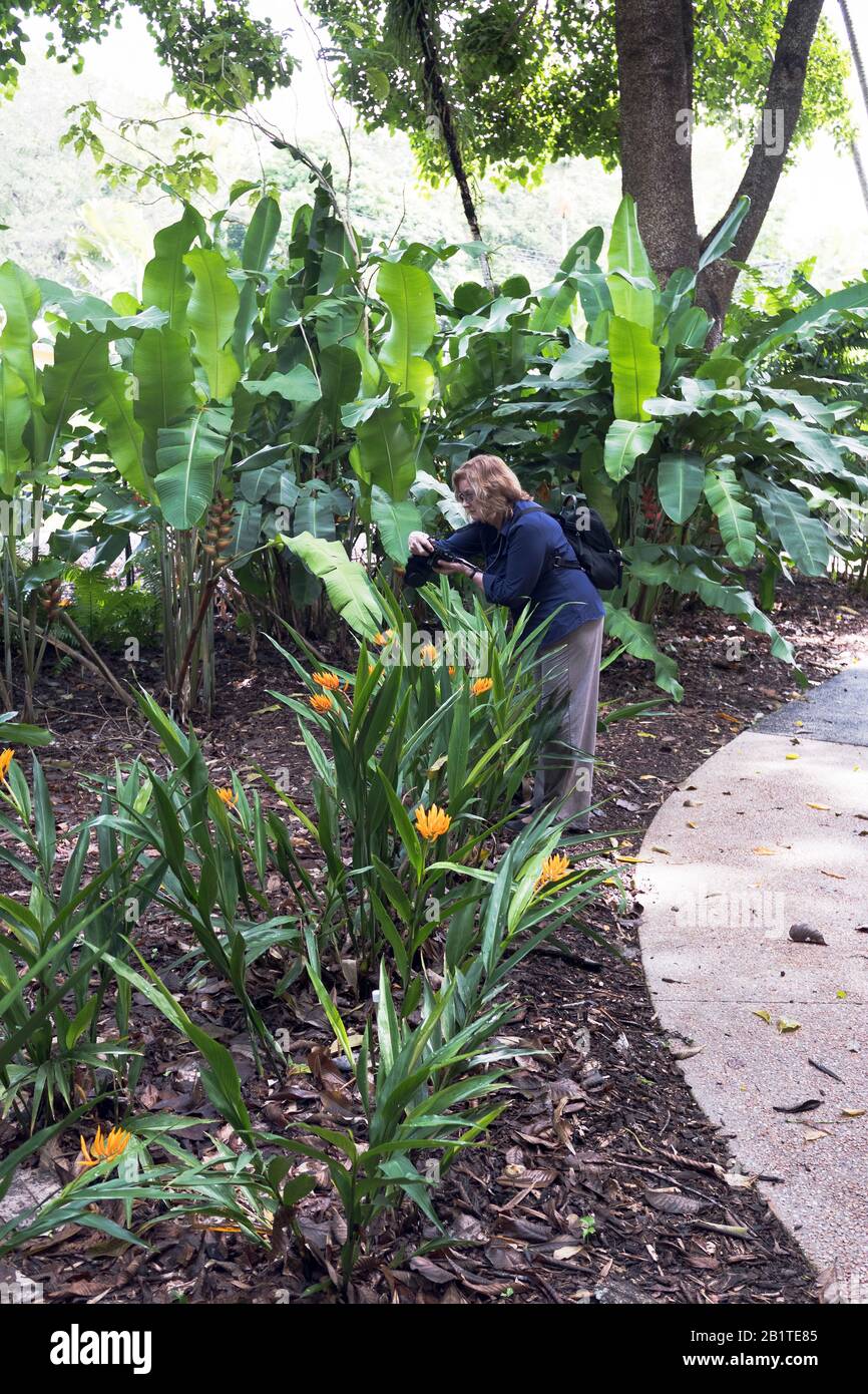 dh Botanic Gardens CAIRNS AUSTRALIA Woman tourist fotografare piante tropicali giardino fiorito persone Foto Stock