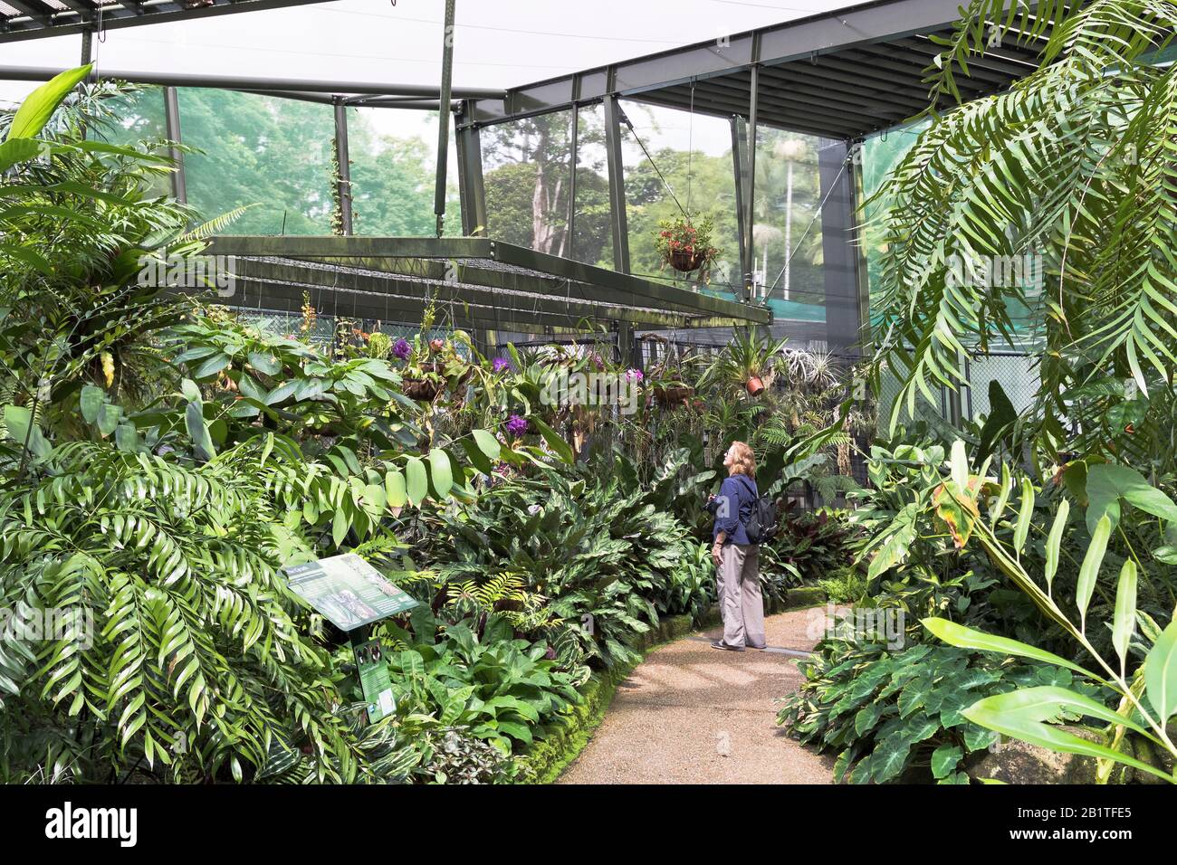 DH Botanic Gardens CAIRNS AUSTRALIA Woman turista osservare piante tropicali in serra Butterfly House Foto Stock