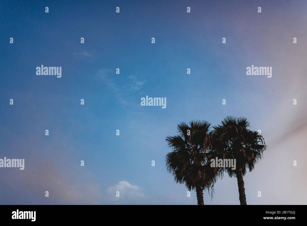 Due palme californiane contro il cielo blu nuvoloso Foto Stock