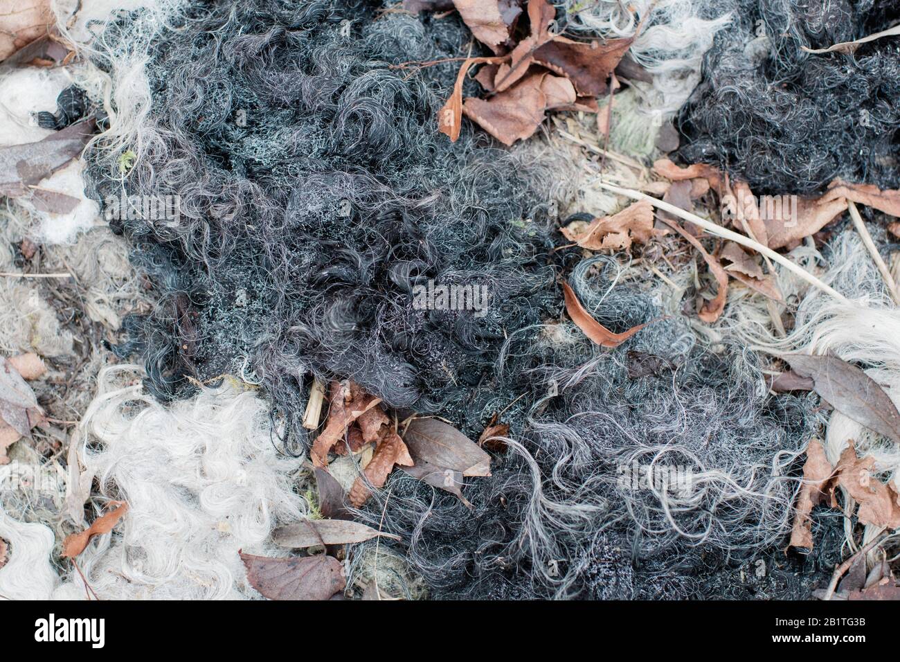 primo piano su tessitura di lana di pecora nella terra per crescere Foto Stock