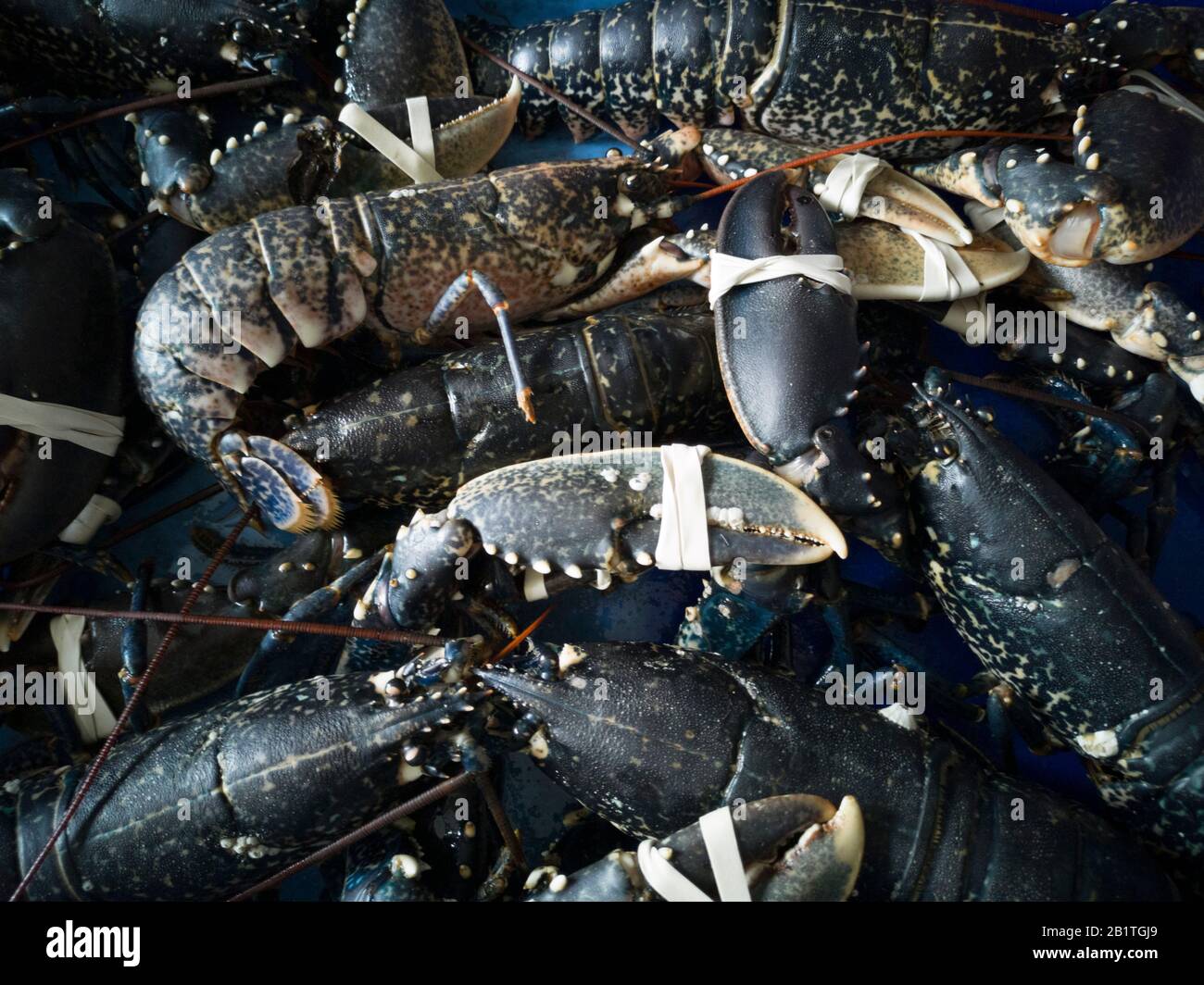 Live aragoste blu con tenaglie legate in attesa, Bretagna, Francia Foto Stock