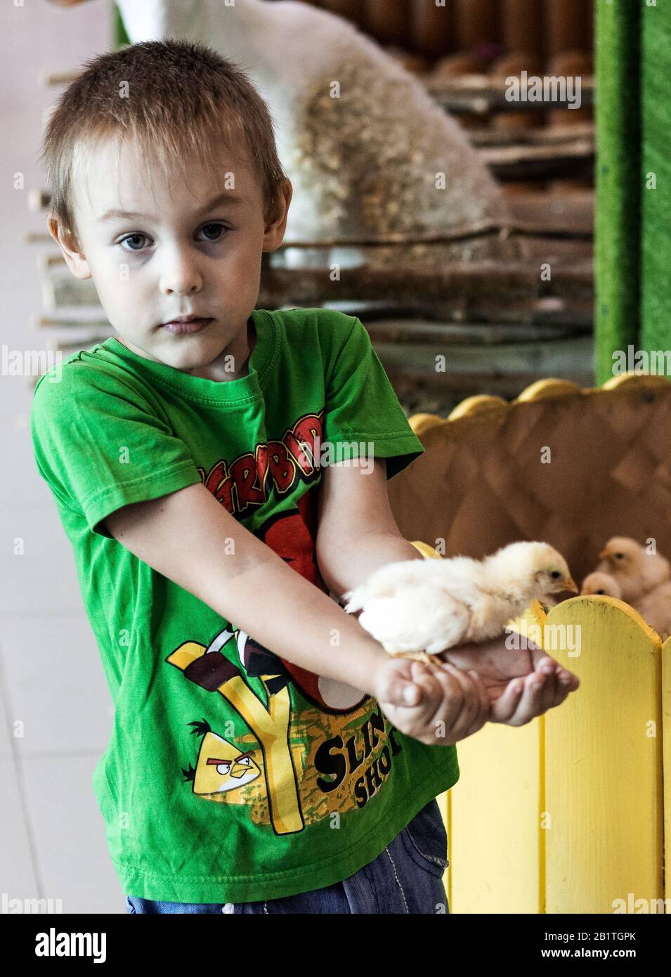 Un bambino tiene spaventosamente un pollo nelle sue mani. Foto Stock