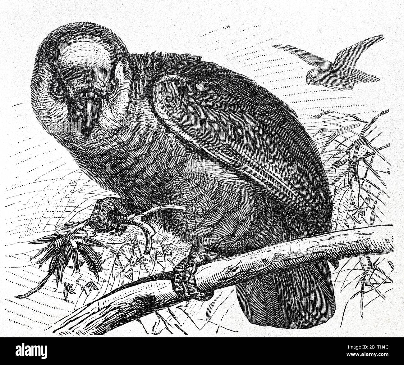 amazzonia cubana, Amazona leucocefala, conosciuta anche come pappagallo cubano o pappagallo rosato, uccello / Kuba-Amazone, Amazona leucocefala, Papageienart, Vogel, Historisch, digitale migliorata riproduzione di un originale dal 19th secolo / digitale Reproduktion einer Originallage voraus dem 19. Jahrhundert Foto Stock