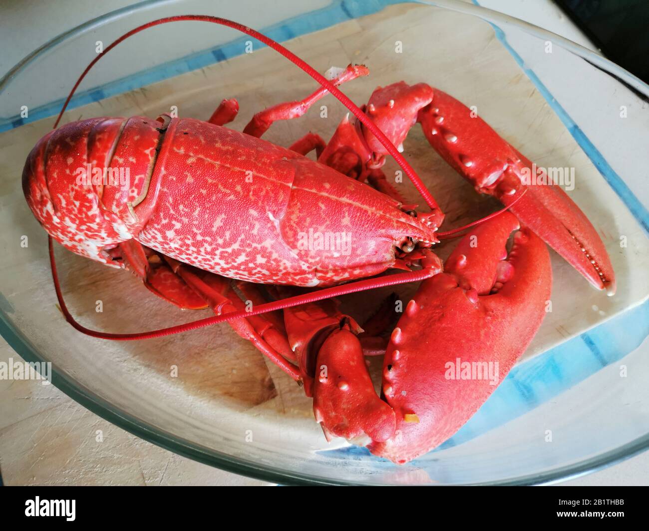 Aragosta francese cotta (Homarus gammarus), Bretagna, Francia Foto Stock