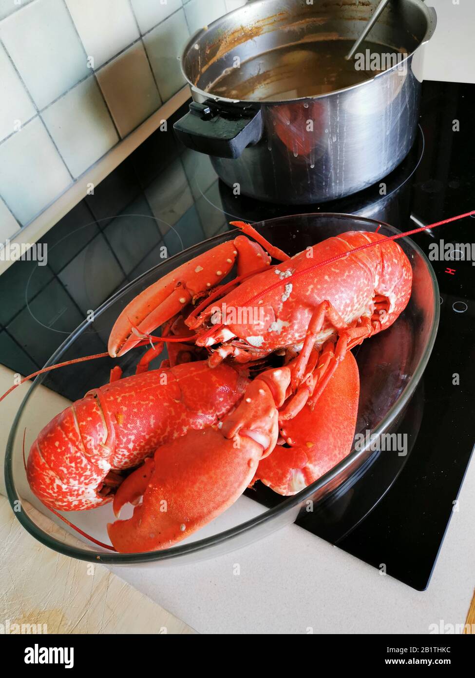 Aragosta francese cotta (Homarus gammarus), Bretagna, Francia Foto Stock