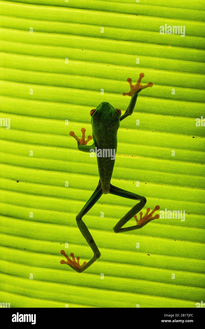 Red-eyed Treefrog (Agalychnis callidryas) salendo su una foglia retroilluminata in Costa Rica Foto Stock