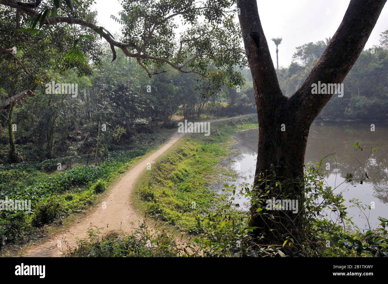 alberi capo a bengala rurale Foto Stock