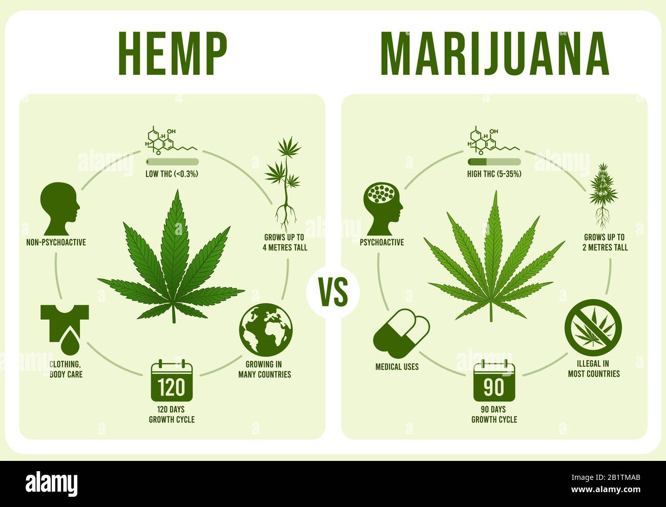 Canapa contro infographics di marijuana. Foglie di cannabis, basso e alto THC vettore illustrazione Illustrazione Vettoriale