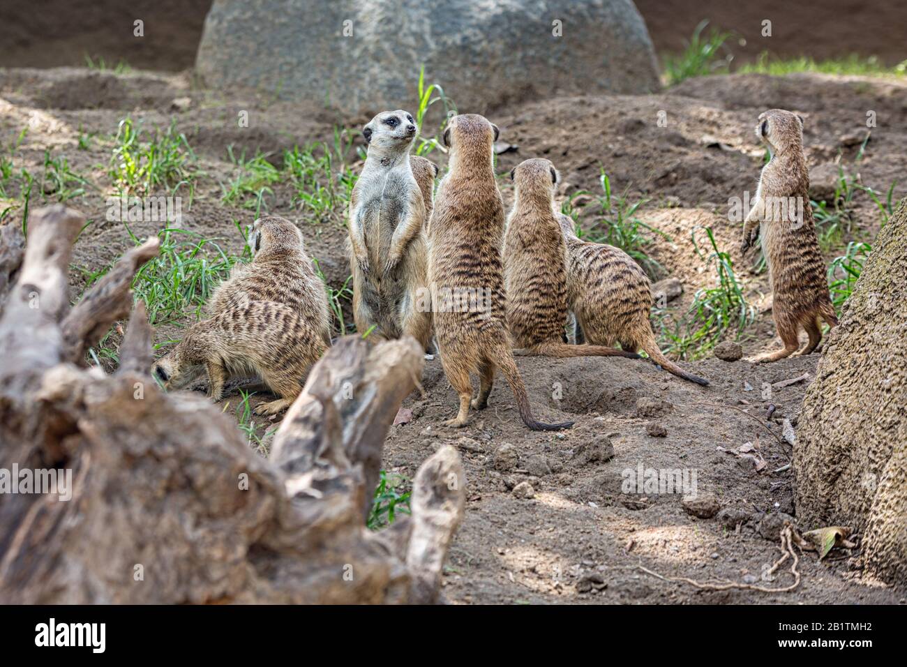 Ritratto di gruppo di meerkats o Suricate in piedi con sfondo sfocato, animale nativo africano, piccolo carnivoro appartenente alla famiglia mongoose Foto Stock