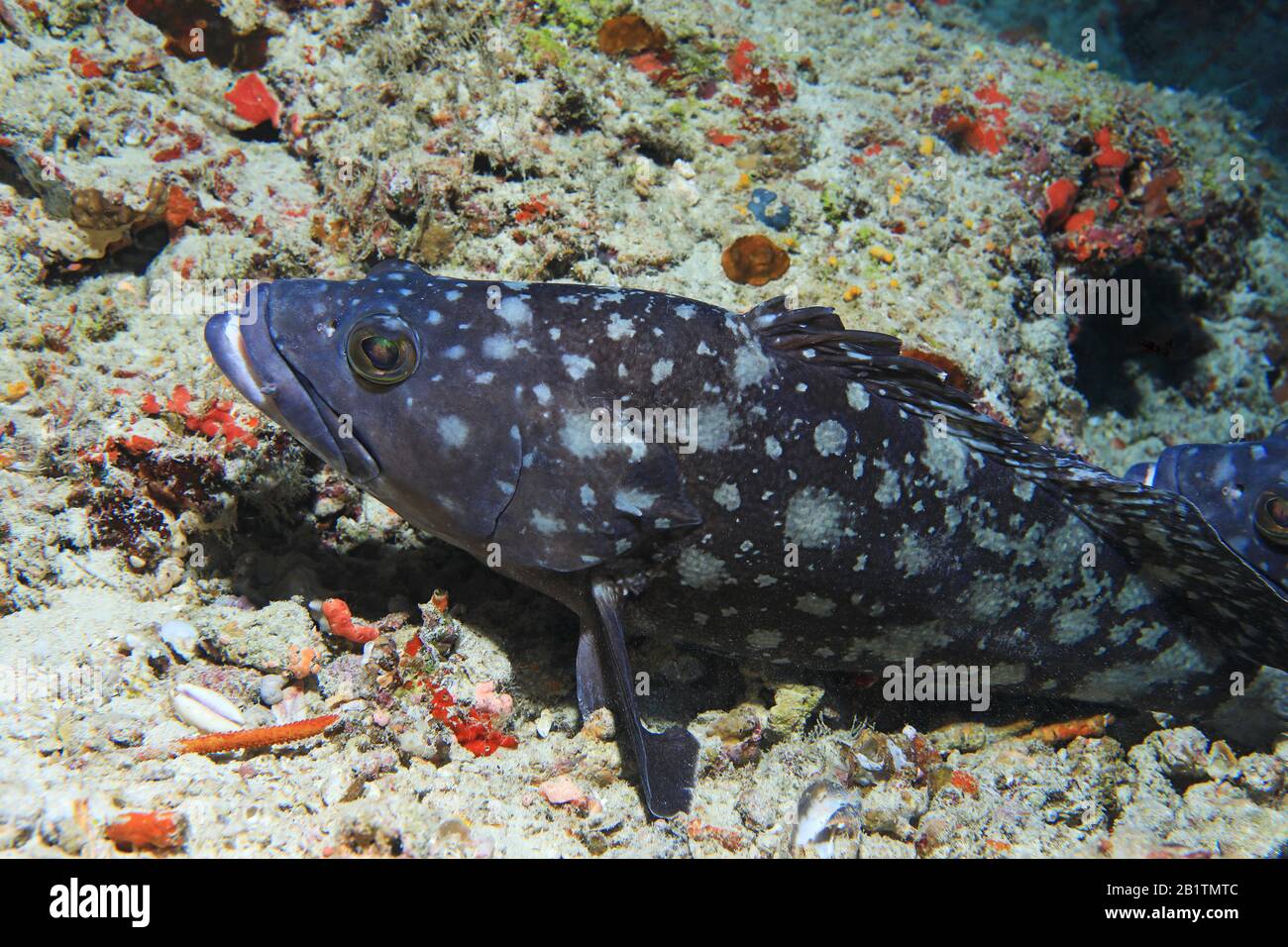 Pesce di cernia bianco (Epinephelus coeruleopunctatus) sott'acqua nell'oceano indiano Foto Stock