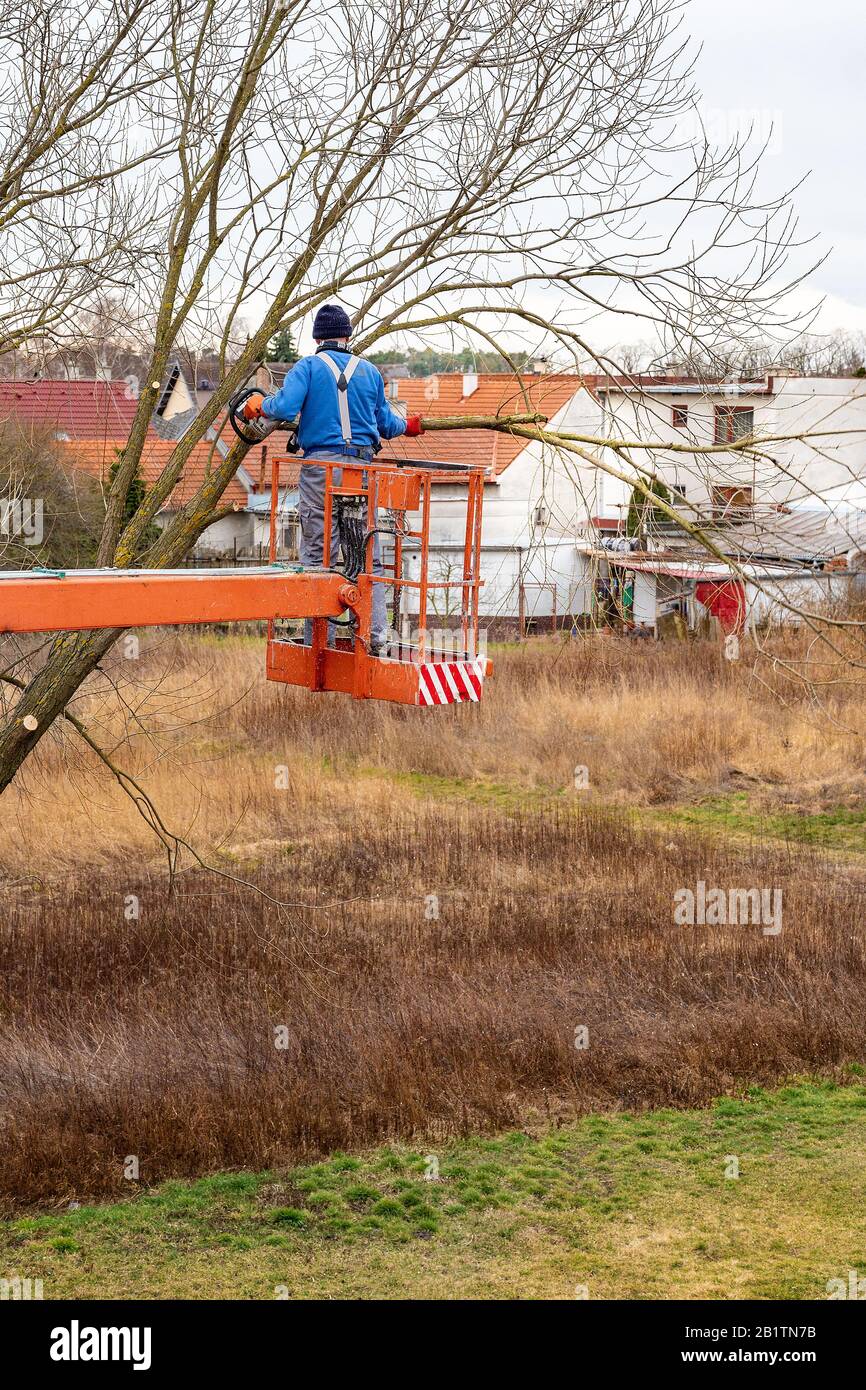 Uomo su piattaforma aerea potatura rami di albero con motosega Foto Stock