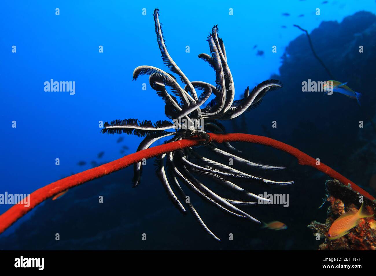 Stella di piuma (Himerometra robustipinna) su corallo di filo subacqueo nell'oceano indiano Foto Stock