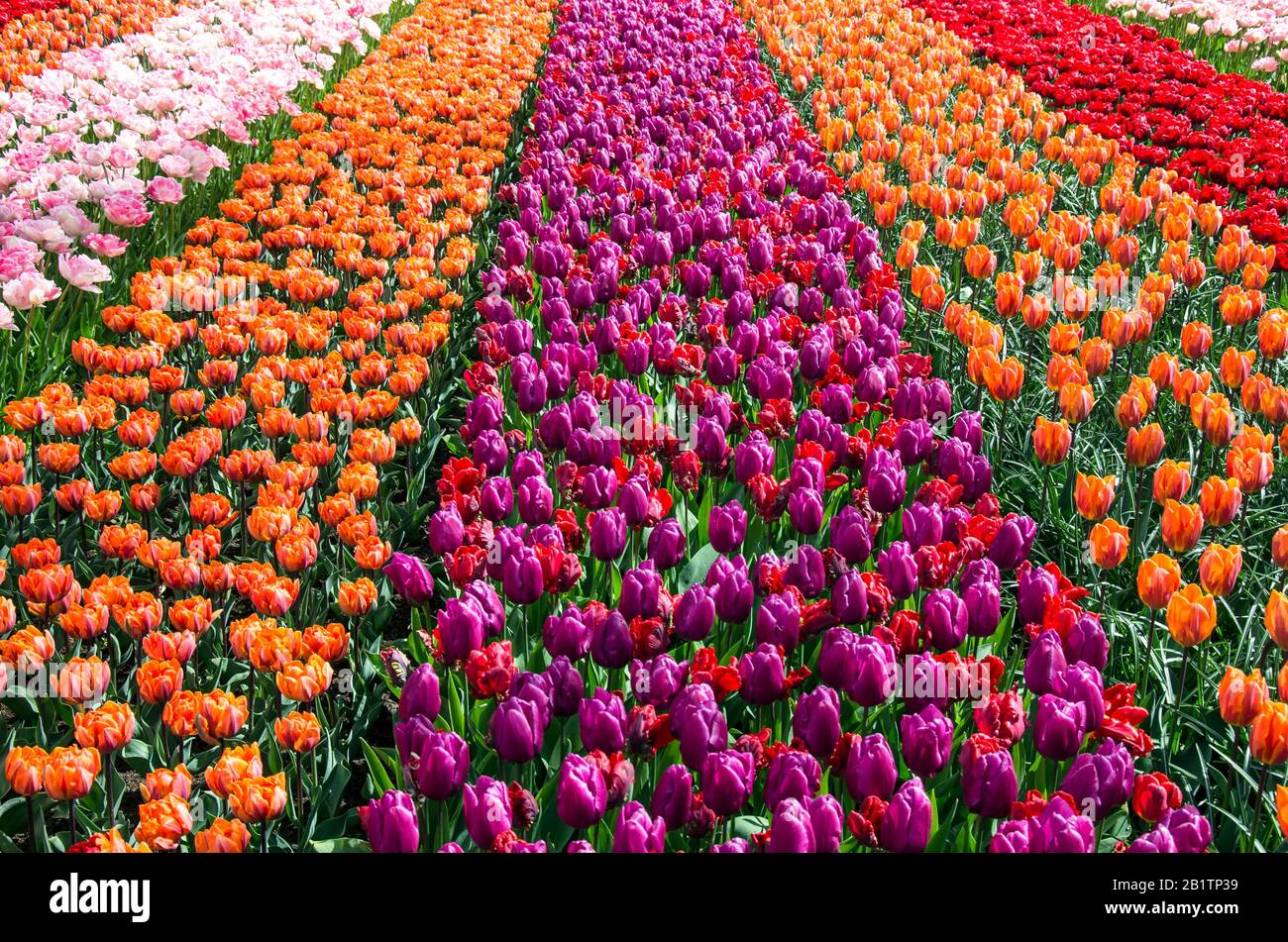 Bellissimi tulipani colorati in giardino. Tulipani rossi, arancioni, viola, rosa. Fiori sfondo, banner floreale o panorama. Fiori sbocciano. Paesi Bassi. Foto Stock