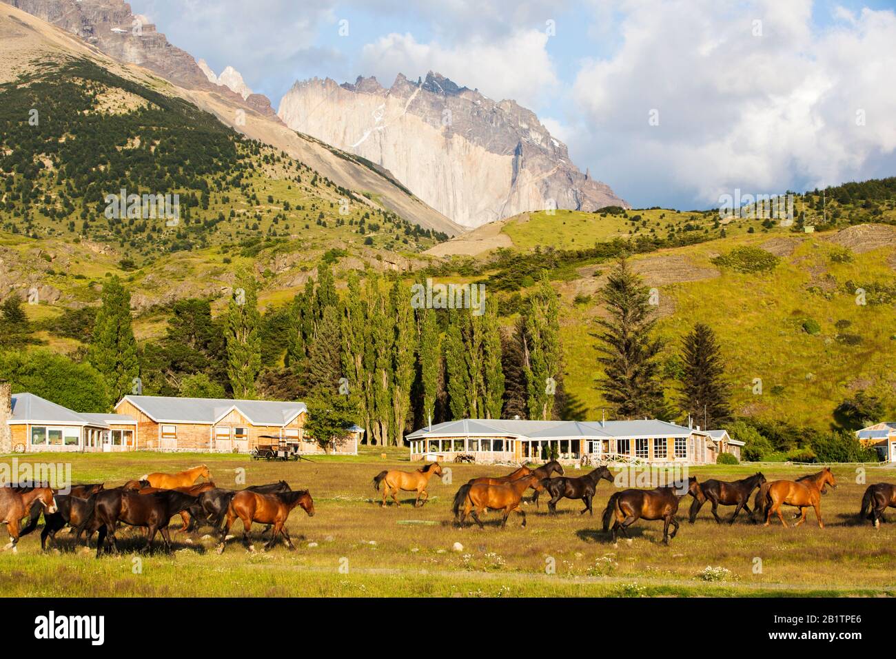 Parco Nazionale Torres del Paine, Patagonia, Cile dall'Hotel Las Torres con un gruppo di cavalli passanti utilizzati per fare trekking ai turisti. Foto Stock