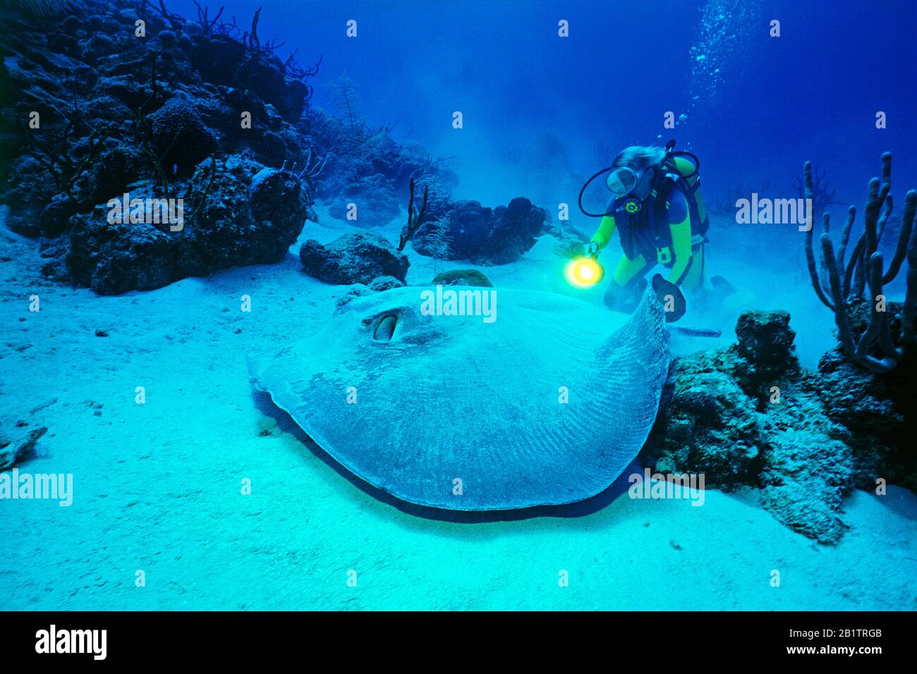 Taucher hinter einem Amerikanischen Stechrochen (Dasyatis americana), Grand Cayman, Isole Cayman | Scuba Diver dietro un Southern Stingray (Dasyatis Foto Stock